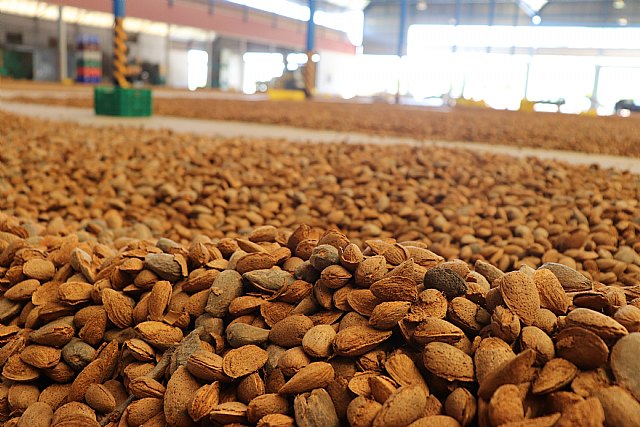 Vega de Pliego cierra una buena campaña de almendra y ya ha abierto su almazara para llevar la oliva - 1, Foto 1