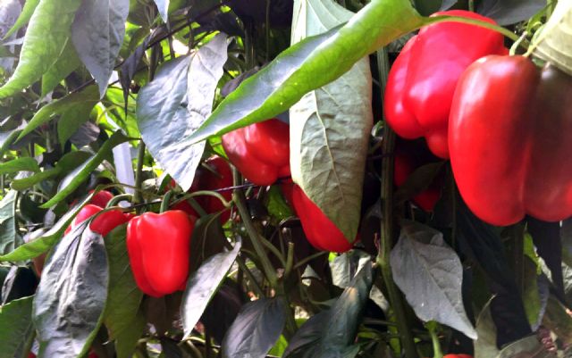 FECOAM muestra su apoyo a la agricultura y ganadería del Campo de Cartagena - 1, Foto 1