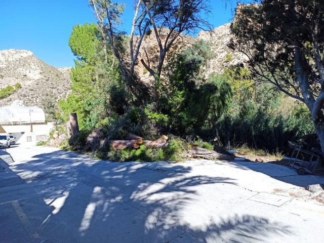 Izquierda Unida-Verdes denuncia la tala de árboles en el balneario de Archena - 1, Foto 1