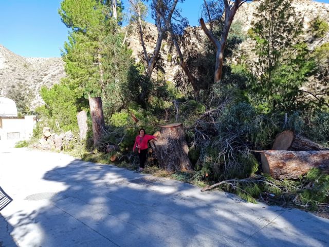 Izquierda Unida-Verdes denuncia la tala de árboles en el balneario de Archena - 2, Foto 2