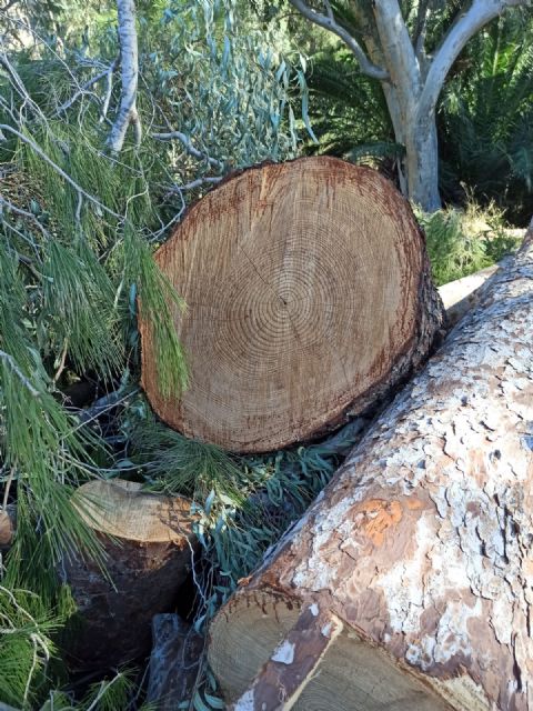 Izquierda Unida-Verdes denuncia la tala de árboles en el balneario de Archena - 3, Foto 3