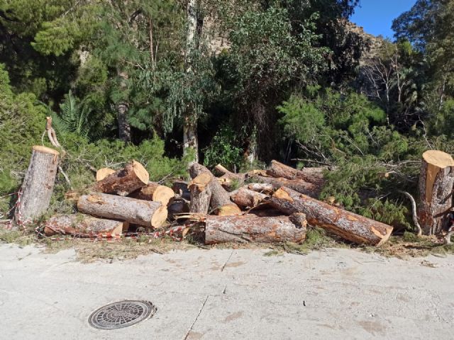 Izquierda Unida-Verdes denuncia la tala de árboles en el balneario de Archena - 4, Foto 4