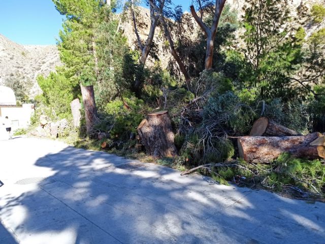 Izquierda Unida-Verdes denuncia la tala de árboles en el balneario de Archena - 5, Foto 5