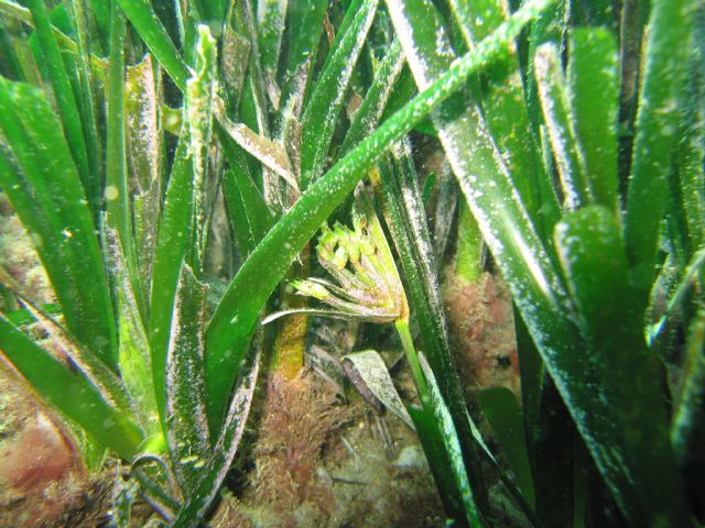 Un estudio de la UMU publicado en PlosOne facilitará la restauración de Posidonia oceanica - 2, Foto 2