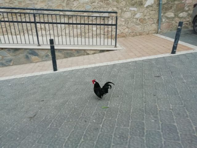 IU-Verdes Lorca pide recuperar los antiguos depósitos de Santa María para la creación de un parque y un centro de ocio juvenil - 4, Foto 4