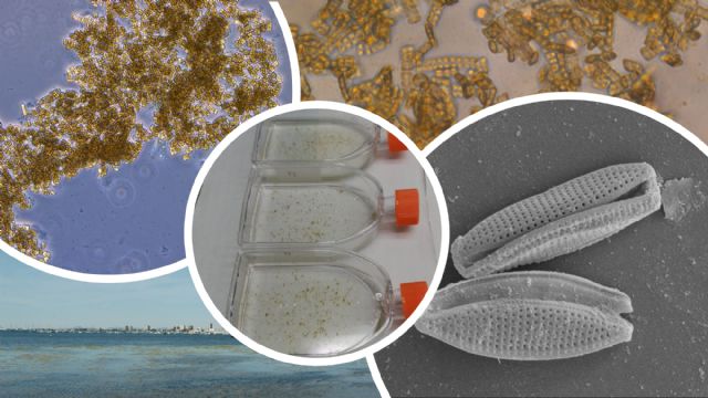 Una investigación de la UMU estudia las aplicaciones de las microalgas del Mar Menor: desde la medicina a la cosmética - 1, Foto 1