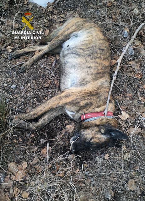La Guardia Civil investiga a una persona por el envenenamiento de dos perros - 1, Foto 1