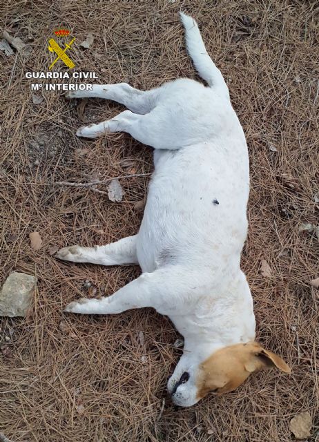 La Guardia Civil investiga a una persona por el envenenamiento de dos perros - 2, Foto 2