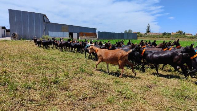 La ganadería de Cartagena, ejemplo en materia de salud y bienestar animal, seguridad alimentaria y conservación medioambiental - 1, Foto 1