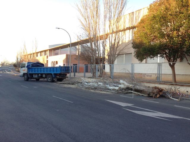Retirada árbol caído por temporal - 1, Foto 1