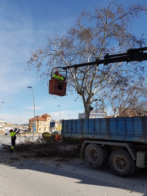 Poda de árboles de gran dimensión en Bullas - 2, Foto 2