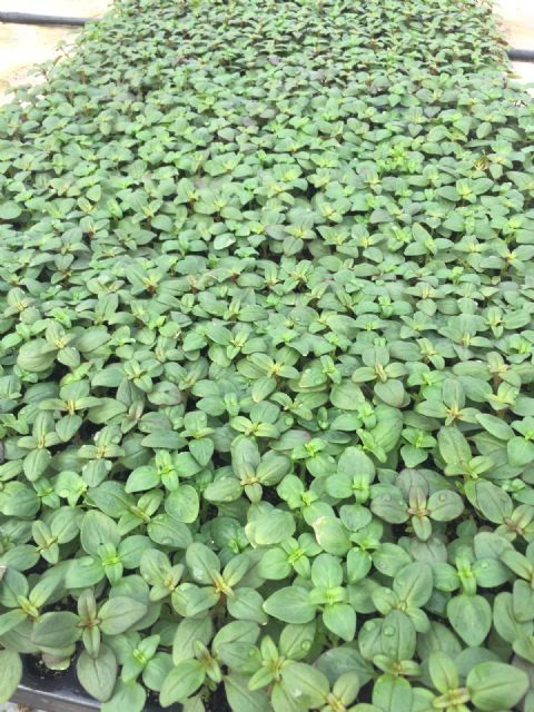 Las concejalías de Parques y Jardines y de Desarrollo Local colaboran en la preparación de la plantación de las flores que lucirán en toda la ciudad esta Semana Santa - 2, Foto 2