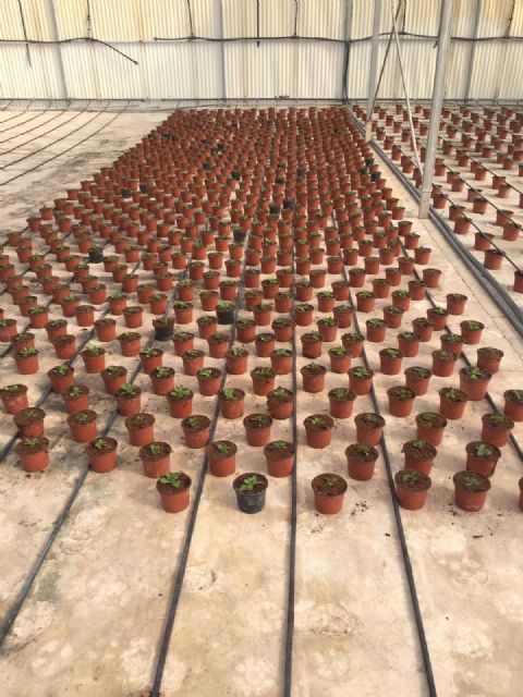 Las concejalías de Parques y Jardines y de Desarrollo Local colaboran en la preparación de la plantación de las flores que lucirán en toda la ciudad esta Semana Santa - 3, Foto 3