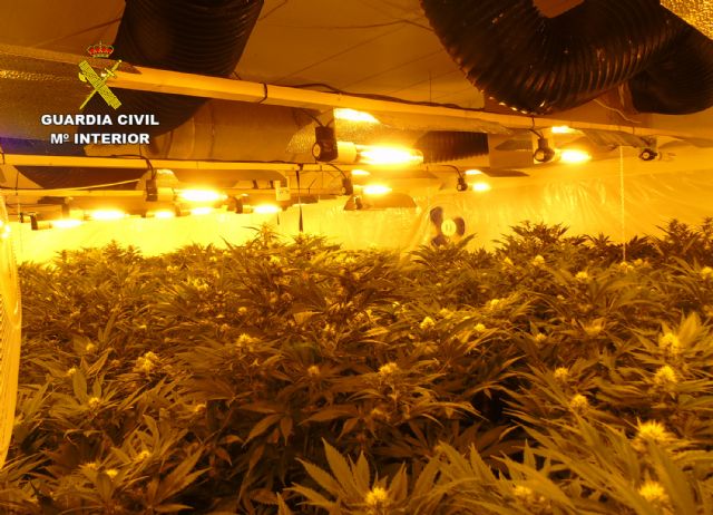 La Guardia Civil desmantela en una casa de campo de Bullas un invernadero con más de 300 plantas de marihuana - 1, Foto 1
