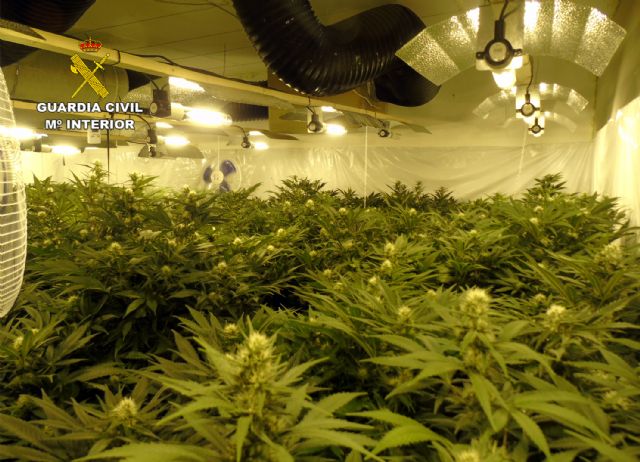 La Guardia Civil desmantela en una casa de campo de Bullas un invernadero con más de 300 plantas de marihuana - 2, Foto 2