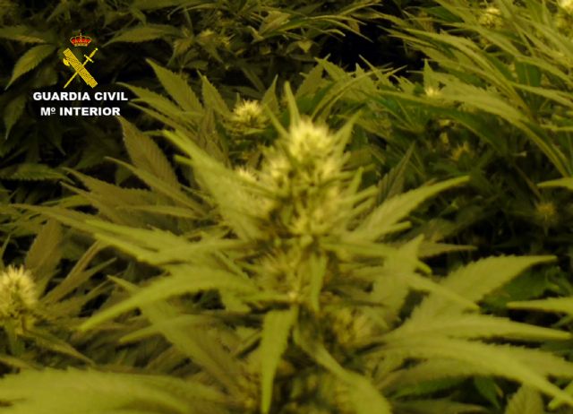 La Guardia Civil desmantela en una casa de campo de Bullas un invernadero con más de 300 plantas de marihuana - 3, Foto 3
