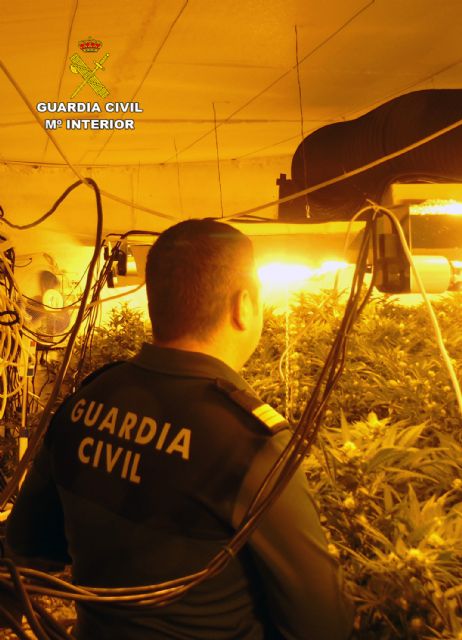 La Guardia Civil desmantela en una casa de campo de Bullas un invernadero con más de 300 plantas de marihuana - 4, Foto 4