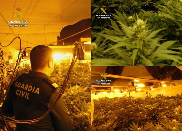 La Guardia Civil desmantela en una casa de campo de Bullas un invernadero con más de 300 plantas de marihuana - 5, Foto 5