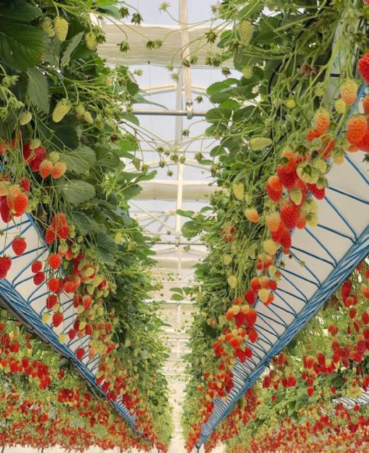 Agricultores mexicanos muestran que los Spacers de la murciana Hydroponic Systems pueden aumentar la producción bajo invernadero hasta un 5% - 1, Foto 1