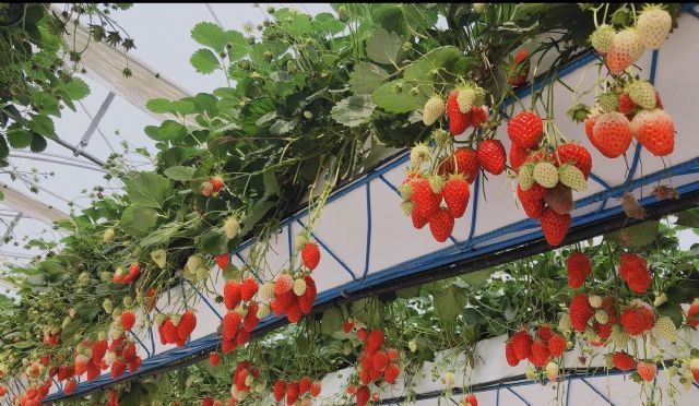 Agricultores mexicanos muestran que los Spacers de la murciana Hydroponic Systems pueden aumentar la producción bajo invernadero hasta un 5% - 2, Foto 2