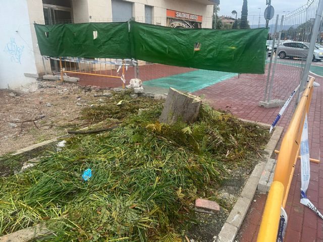 Los informes que utilizó la concejalía para justificarse se firmaron con posterioridad a la tala de árboles - 5, Foto 5