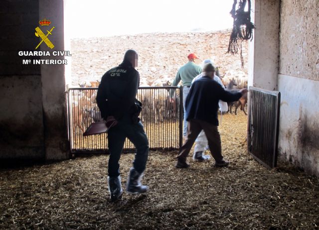 La Guardia Civil inmoviliza 300 cabezas de ganado ovino y caprino contagiadas con sarna en Jumilla - 1, Foto 1