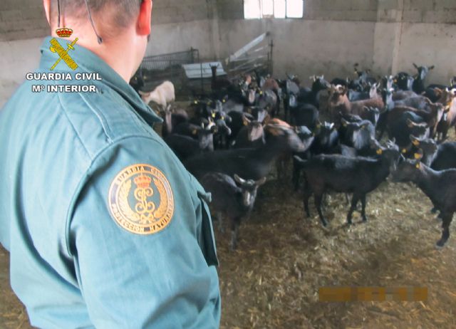 La Guardia Civil inmoviliza 300 cabezas de ganado ovino y caprino contagiadas con sarna en Jumilla - 2, Foto 2