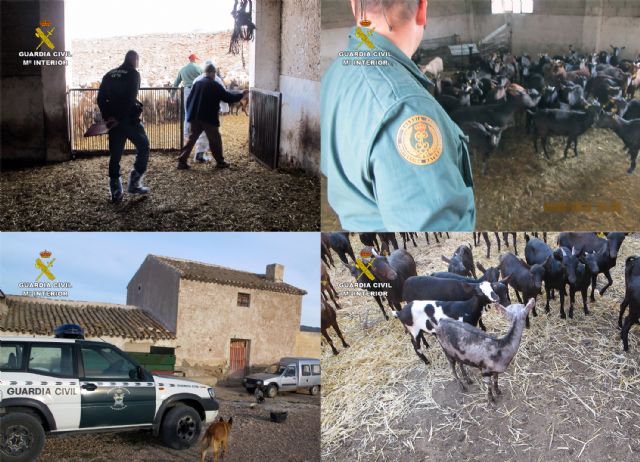 La Guardia Civil inmoviliza 300 cabezas de ganado ovino y caprino contagiadas con sarna en Jumilla - 3, Foto 3