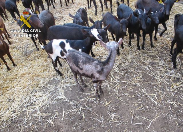 La Guardia Civil inmoviliza 300 cabezas de ganado ovino y caprino contagiadas con sarna en Jumilla - 4, Foto 4