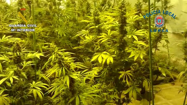 Desmantelan un sofisticado invernadero de cultivo de marihuana en una casa de campo de El Garrobillo-Lorca - 4, Foto 4