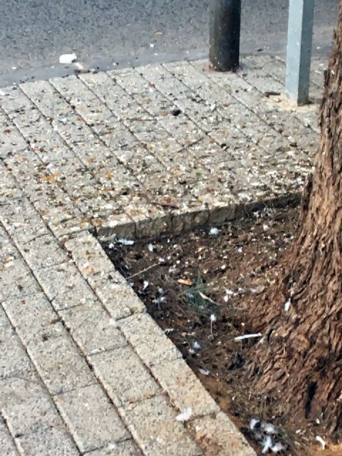 La asociación de vecinos de Vistabella reclama una solución al problema de las palomas - 1, Foto 1