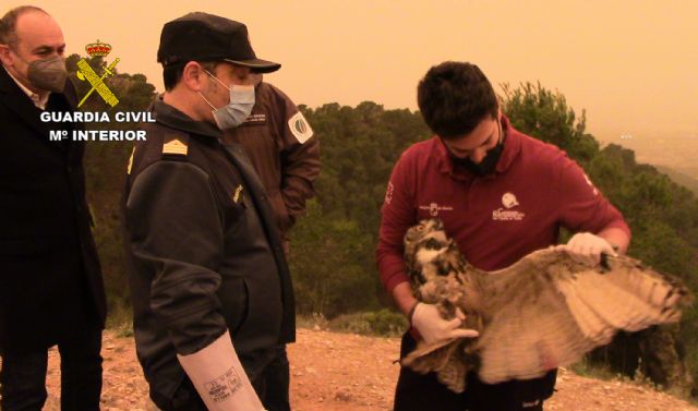 Recuperados y liberados cuatro búhos reales que se encontraban en cautividad - 2, Foto 2