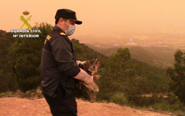 Recuperados y liberados cuatro búhos reales que se encontraban en cautividad - 3, Foto 3