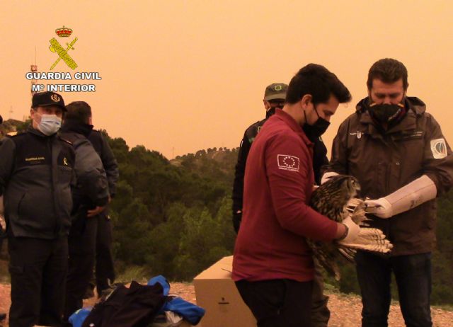 Recuperados y liberados cuatro búhos reales que se encontraban en cautividad - 4, Foto 4
