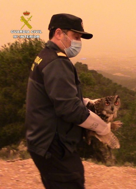 Recuperados y liberados cuatro búhos reales que se encontraban en cautividad - 5, Foto 5