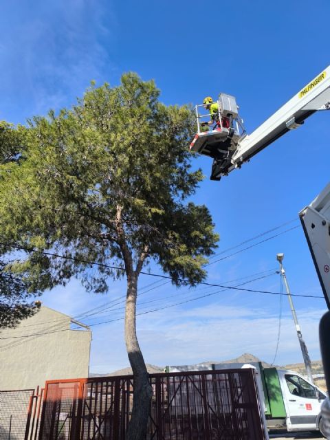 El Ayuntamiento de Murcia avanza en la campaña contra la procesionaria del pino - 1, Foto 1