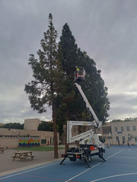 El Ayuntamiento de Murcia avanza en la campaña contra la procesionaria del pino - 2, Foto 2