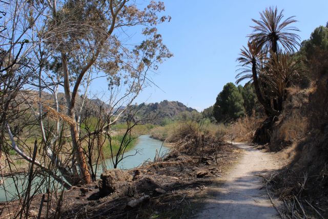 Quema en la ribera del río Segura (José A. Herrera /EeA)., Foto 1
