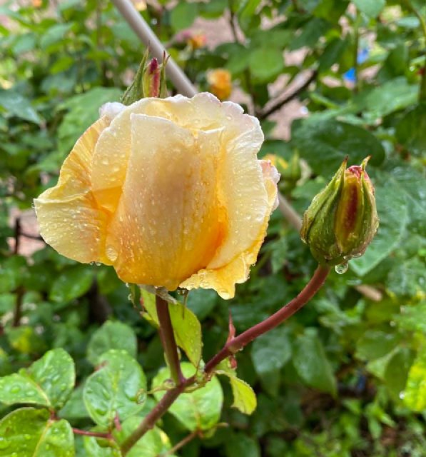 Me iba a despedir del 14 de abril escribiendo sobre un día en la lucha contra el coronavirus - 2, Foto 2