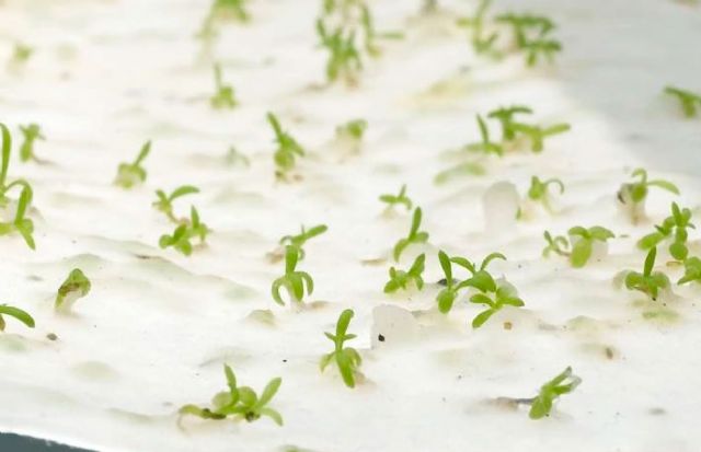 Cincuenta puestos de artesanía se expondrán este sábado en la IV ‘Feria de la Primavera’ de Cuesta Blanca - 3, Foto 3