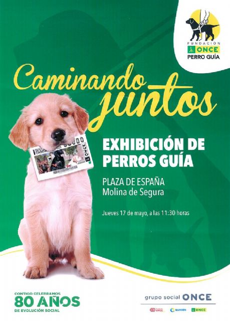 Los perros guía de la ONCE muestran en Molina de Segura cómo dan seguridad y movilidad a las personas ciegas - 4, Foto 4