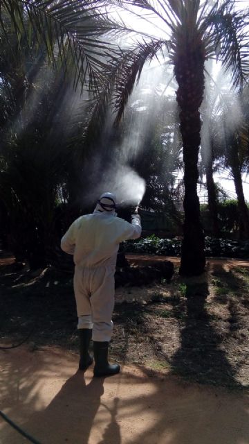 El Ayuntamiento lanza una campaña especial para luchar contra el picudo rojo - 2, Foto 2