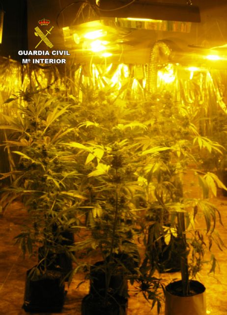 La Guardia Civil desmantela un invernadero clandestino para cultivar marihuana en Librilla - 1, Foto 1