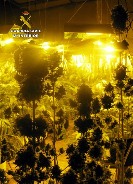 La Guardia Civil desmantela un invernadero clandestino para cultivar marihuana en Librilla - 2, Foto 2