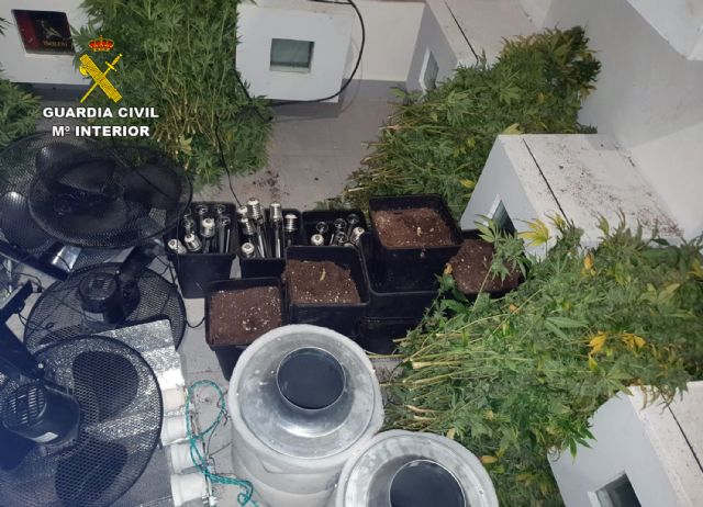 La Guardia Civil desmantela una plantación de marihuana en la pedanía pachequera de Roldán - 1, Foto 1