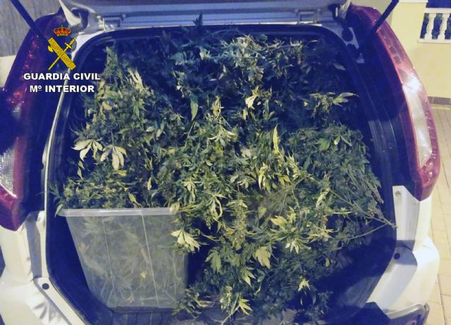 La Guardia Civil desmantela una plantación de marihuana en la pedanía pachequera de Roldán - 5, Foto 5