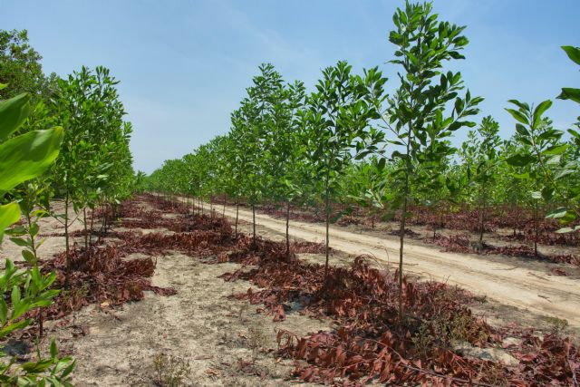 ClimateTrade lanza Bosques Corporativos, un proyecto forestal pionero que permite a las empresas actuar directamente contra el cambio climático - 3, Foto 3