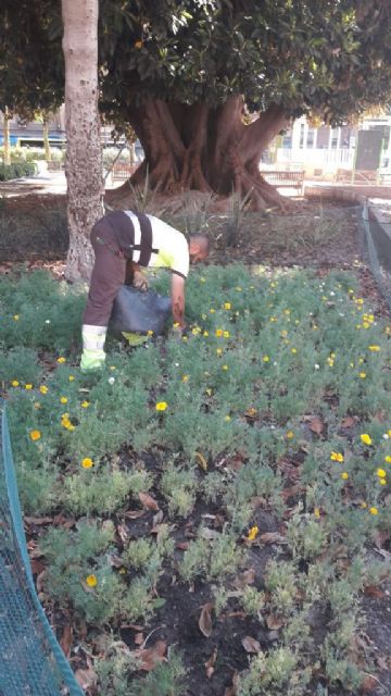 Miles de amapolas Californianas crecerán por primera vez en los jardines de Murcia - 1, Foto 1