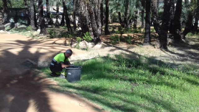 Miles de amapolas Californianas crecerán por primera vez en los jardines de Murcia - 2, Foto 2