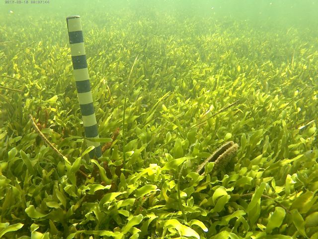 El próximo 17 de julio tendrá lugar la última actividad de voluntariado con snorkel en el Mar Menor - 2, Foto 2